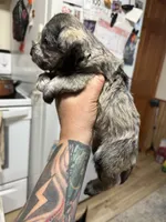 Tonks, a female Miniature Schnauzer for sale in Braham, MN – 3 of 6