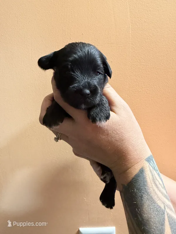 Bellatrix – Miniature Schnauzer puppy for sale in Braham, MN