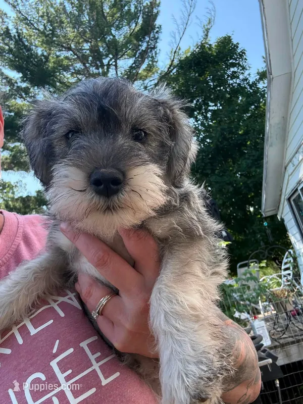 Hermione – Miniature Schnauzer puppy for sale in Braham, MN