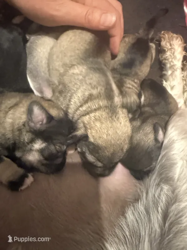 Ron – Miniature Schnauzer puppy for sale in Braham, MN