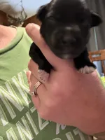 Sirius, a male Miniature Schnauzer for sale in Braham, MN – 2 of 2