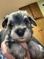 Tonks, a female Miniature Schnauzer for sale in Braham, MN – 2 of 6
