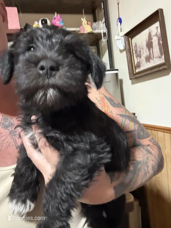 Sirius – Miniature Schnauzer puppy for sale in Braham, MN