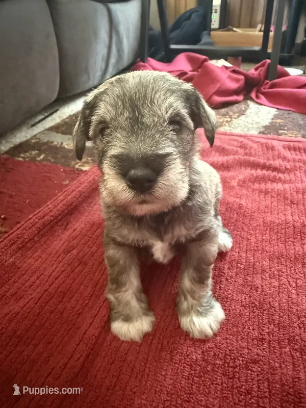 Ron – Miniature Schnauzer puppy for sale in Braham, MN