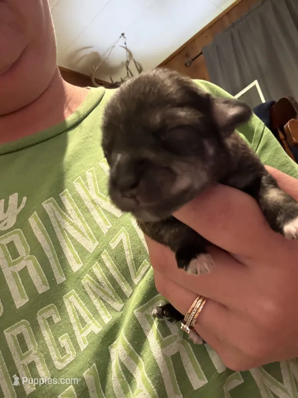 Hagrid – Miniature Schnauzer puppy for sale in Braham, MN