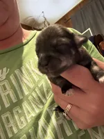 Hagrid, a male Miniature Schnauzer for sale in Braham, MN – 1 of 1