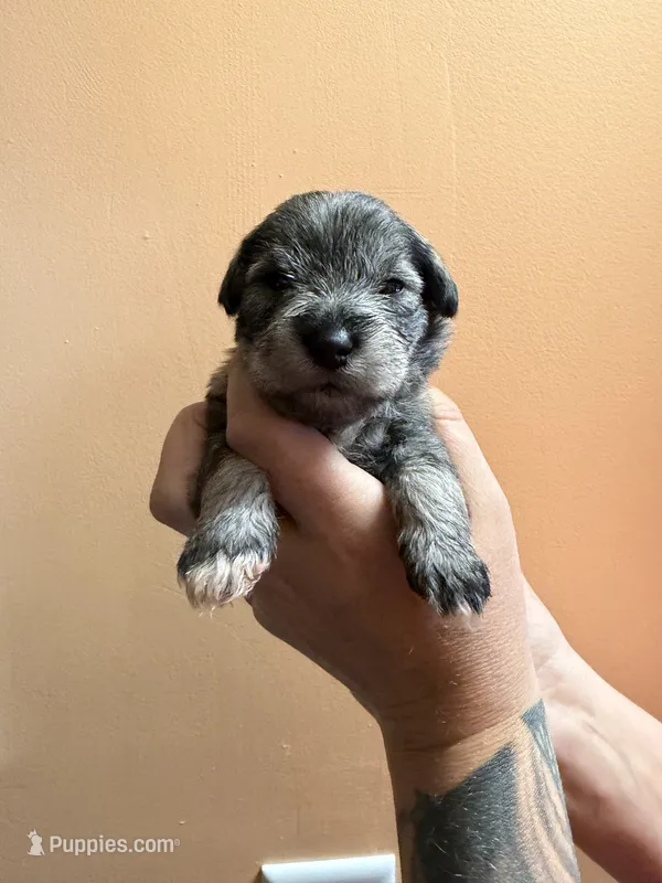 Tonks – Miniature Schnauzer puppy for sale in Braham, MN