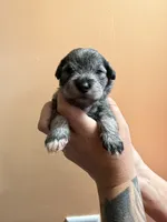 Tonks, a female Miniature Schnauzer for sale in Braham, MN – 4 of 6