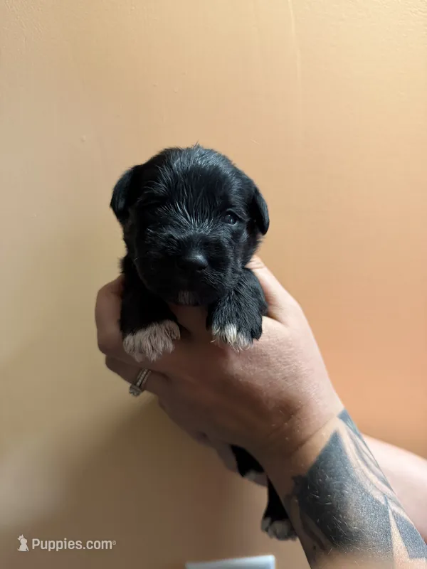 Sirius – Miniature Schnauzer puppy for sale in Braham, MN