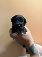 Sirius, a male Miniature Schnauzer for sale in Braham, MN – 2 of 6