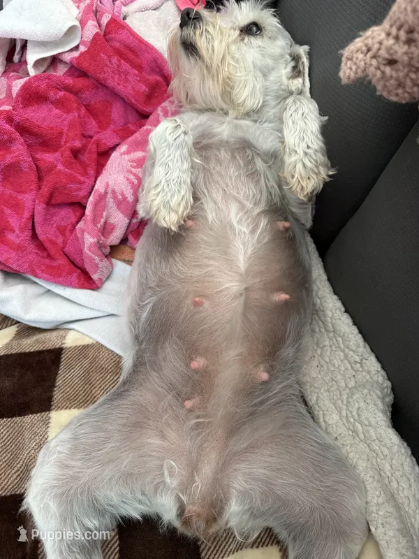 Litter Due Mid June – Miniature Schnauzer puppy for sale in Braham, MN