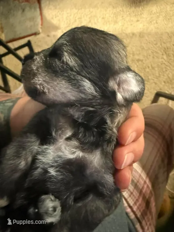 Hagrid – Miniature Schnauzer puppy for sale in Braham, MN