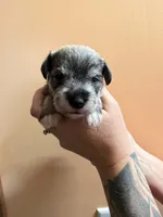 Hermione, a female Miniature Schnauzer for sale in Braham, MN – 2 of 3