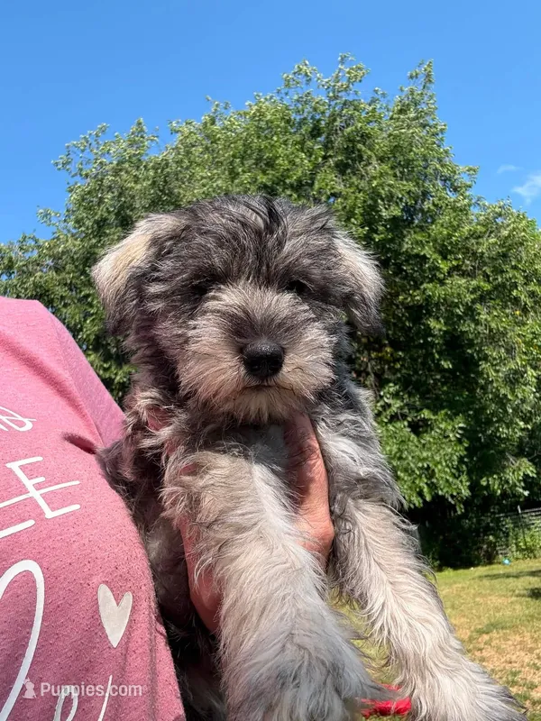 Tonks – Miniature Schnauzer puppy for sale in Braham, MN