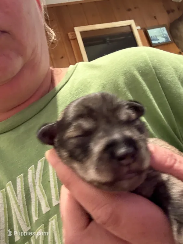 Tonks – Miniature Schnauzer puppy for sale in Braham, MN