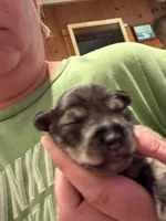 Tonks, a female Miniature Schnauzer for sale in Braham, MN – 1 of 1