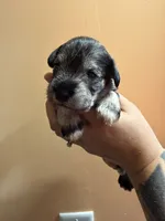 Ginny, a female Miniature Schnauzer for sale in Braham, MN – 2 of 5