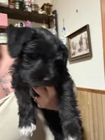 Sirius, a male Miniature Schnauzer for sale in Braham, MN – 5 of 6