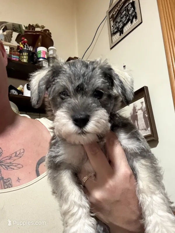 Tonks – Miniature Schnauzer puppy for sale in Braham, MN