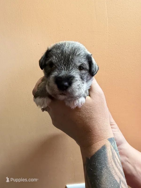 Ron – Miniature Schnauzer puppy for sale in Braham, MN
