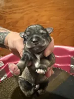 Albus, a male Miniature Schnauzer for sale in Braham, MN – 1 of 2