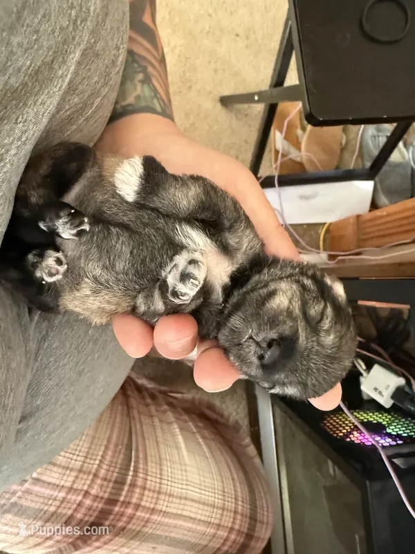 Hagrid – Miniature Schnauzer puppy for sale in Braham, MN