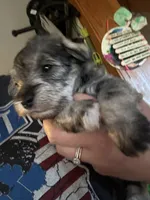 Tonks, a female Miniature Schnauzer for sale in Braham, MN – 6 of 6