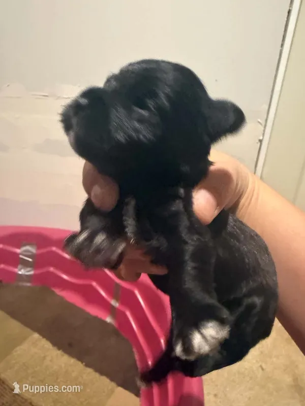 Bellatrix – Miniature Schnauzer puppy for sale in Braham, MN