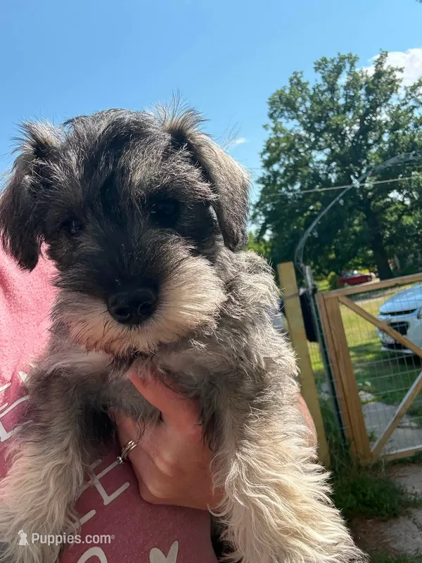 Ginny – Miniature Schnauzer puppy for sale in Braham, MN
