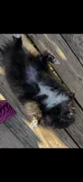 Midnights , a female Pomeranian for sale in Sanford, NC – 2 of 3