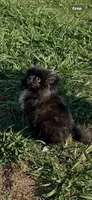 Midnights , a female Pomeranian for sale in Sanford, NC – 3 of 3