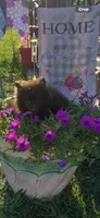 Puddin male, a male Pomeranian for sale in Sanford, NC – 6 of 10