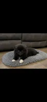 Nugget , a male Pomeranian for sale in Sanford, NC – 4 of 5