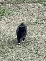 Nugget , a male Pomeranian for sale in Sanford, NC – 5 of 5