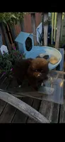 Puddin female, a female Pomeranian for sale in Sanford, NC – 2 of 2