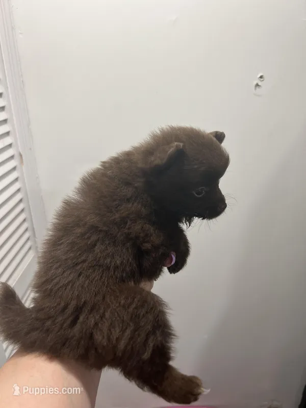 Puddin female – Pomeranian puppy for sale in Sanford, NC