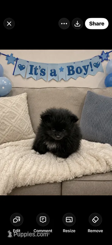 Jewels 5 – Pomeranian puppy for sale in Sanford, NC