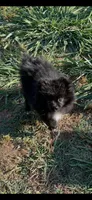 Midnight (3), a female Pomeranian for sale in Sanford, NC – 5 of 5