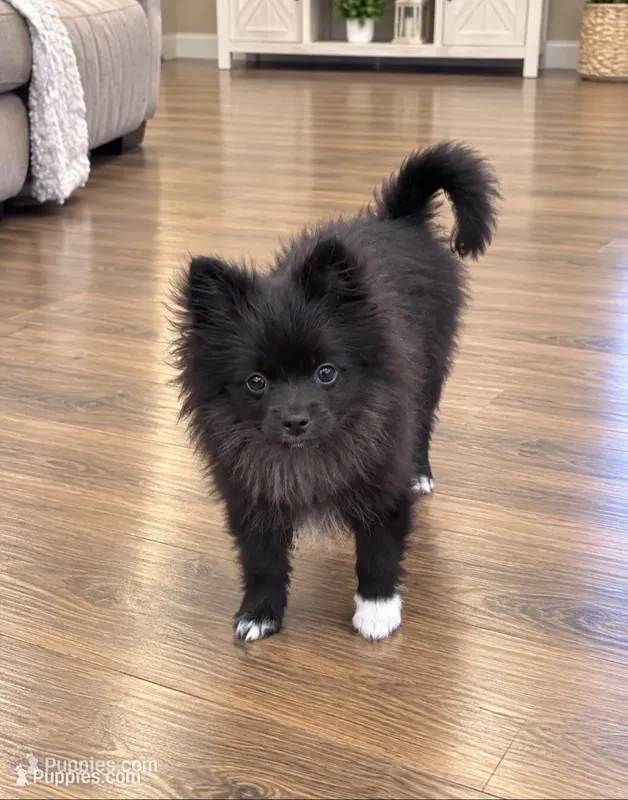 Nugget  – Pomeranian puppy for sale in Sanford, NC