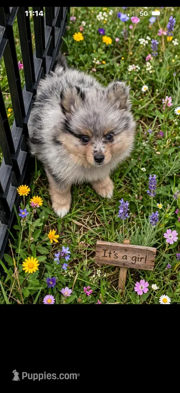Jewels 2 – Pomeranian puppy for sale in Sanford, NC