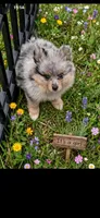 Jewels 2, a female Pomeranian for sale in Sanford, NC – 1 of 2