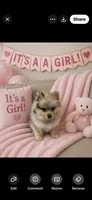 Jewels 2, a female Pomeranian for sale in Sanford, NC – 2 of 2