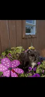 Midnight (3), a female Pomeranian for sale in Sanford, NC – 3 of 5