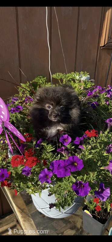 Midnights  – Pomeranian puppy for sale in Sanford, NC