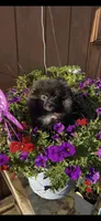 Midnights , a female Pomeranian for sale in Sanford, NC – 1 of 3