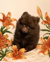 Puddin male, a male Pomeranian for sale in Sanford, NC – 4 of 10