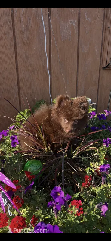 Puddin female – Pomeranian puppy for sale in Sanford, NC
