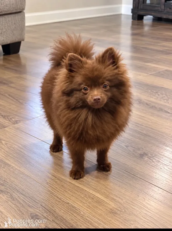 Brownie – Pomeranian puppy for sale in Sanford, NC