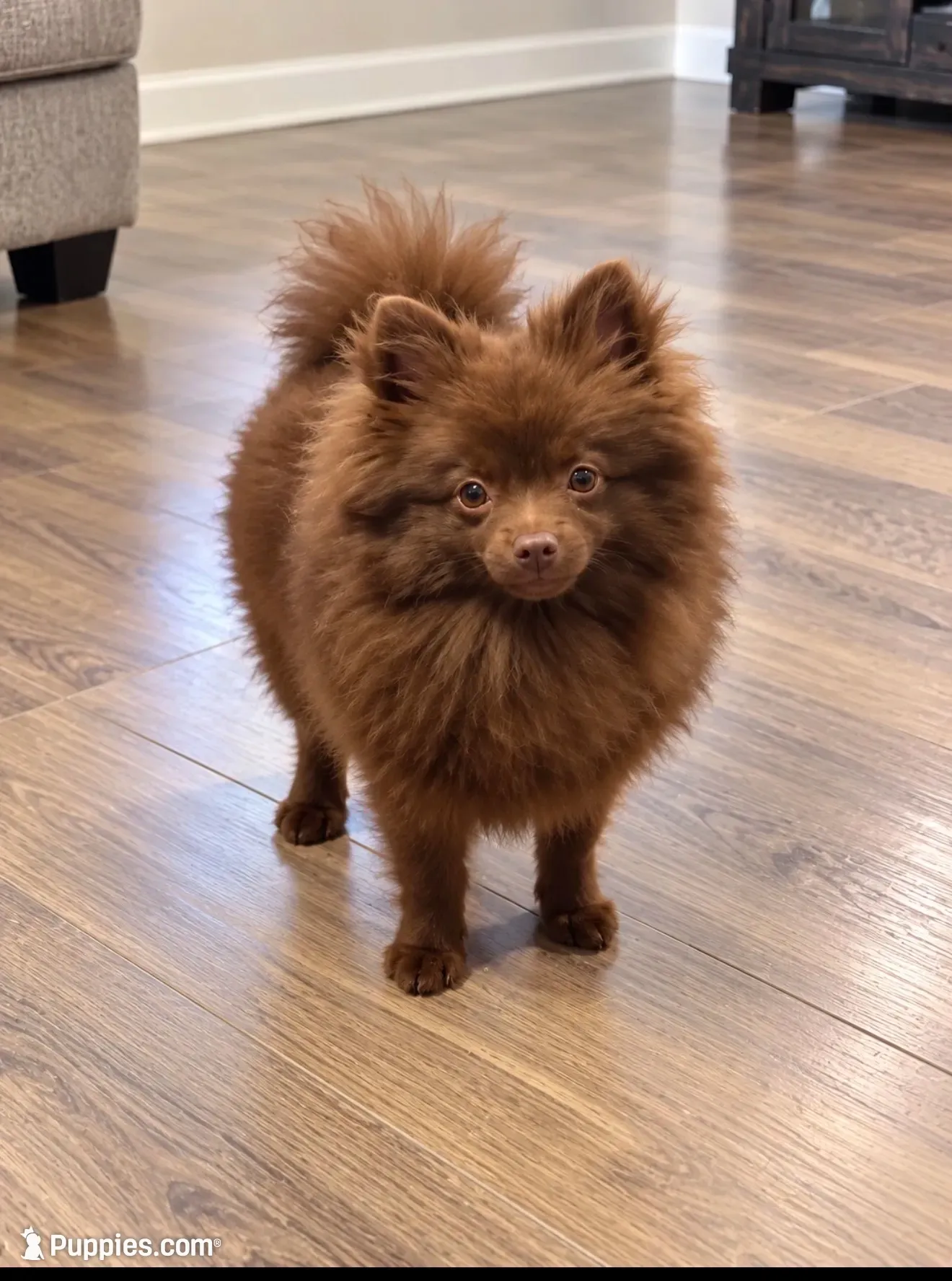 Brownie, a male Pomeranian for sale in Sanford, NC – 1 of 10