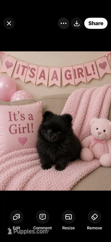 Jewels  – Pomeranian puppy for sale in Sanford, NC